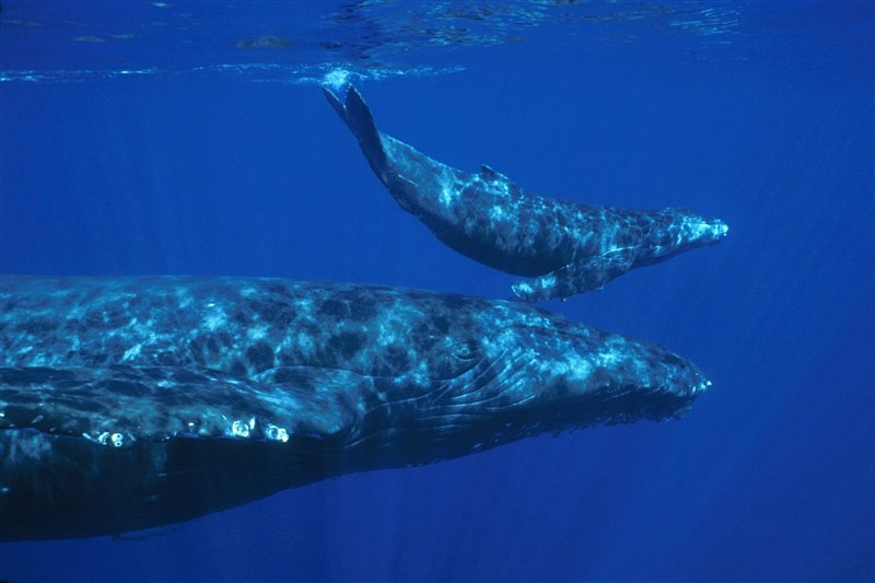 Mother and calf pair of Humpback whales