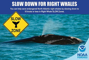 slow down for right whales sign